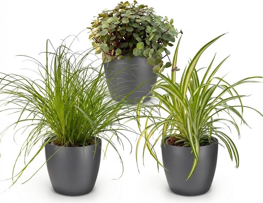Oasis of Life Zimmerpflanzen Mix 3er Set Cyperus Calissia Chlorophytum Mit Grauem Topf Ø12cm