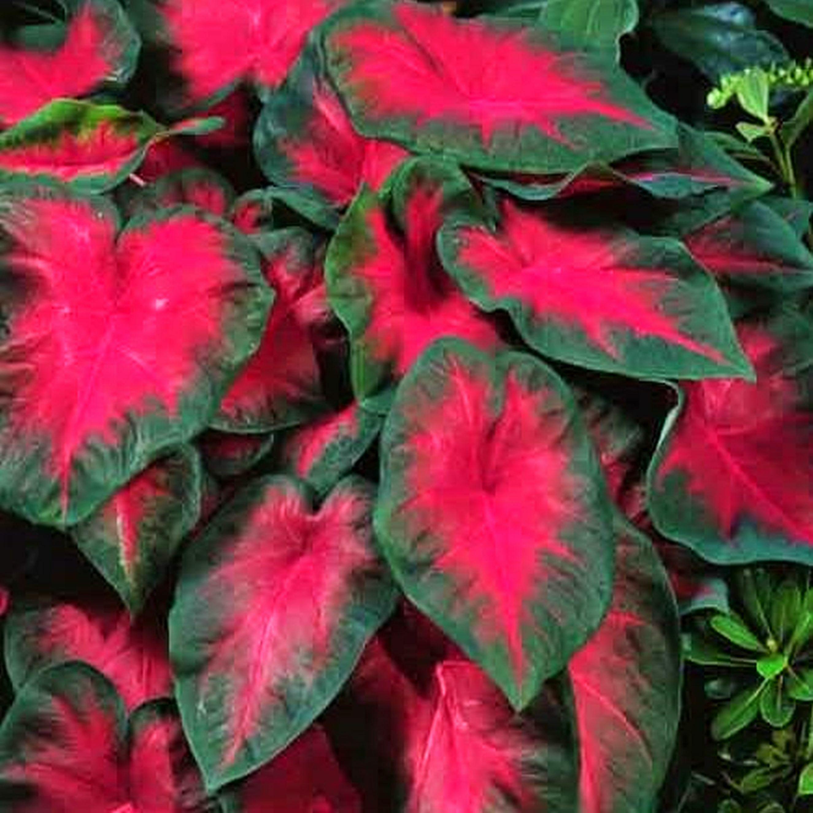 Caladium Kaladium Red Ruffles 1 ks sazenice hlíza Ozdobné