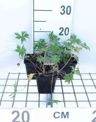 GRDplanten 6 x Geranium pratense - Storchenschnabel- Topf 9 x 9 cm