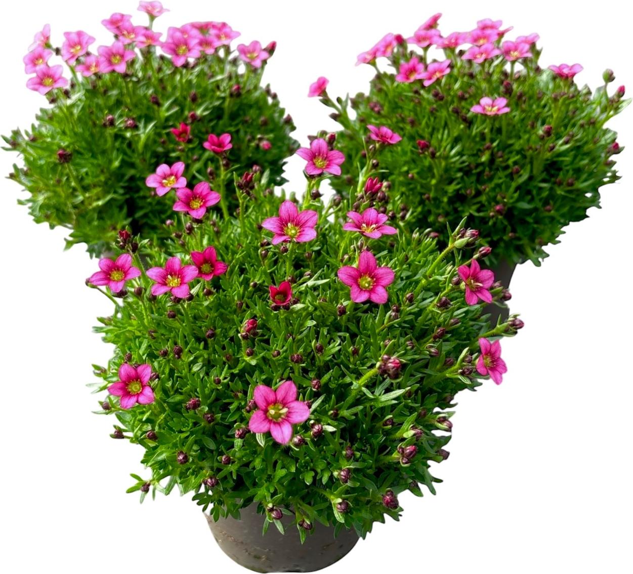 Gaertnerei Enseleit Enseleits Steinbrech rot, Saxifraga arendsii, 3 Staudenpflanzen im 12-13cm Topf