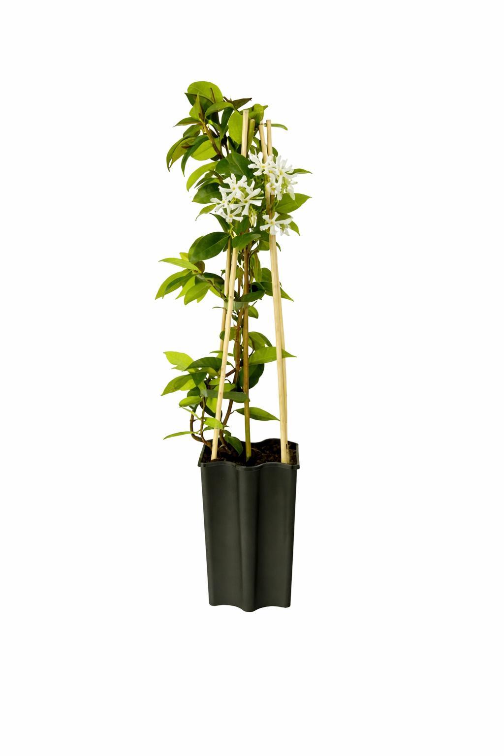 weiße orchideen kaufen Weiße Orchidee | kaufen main image 0