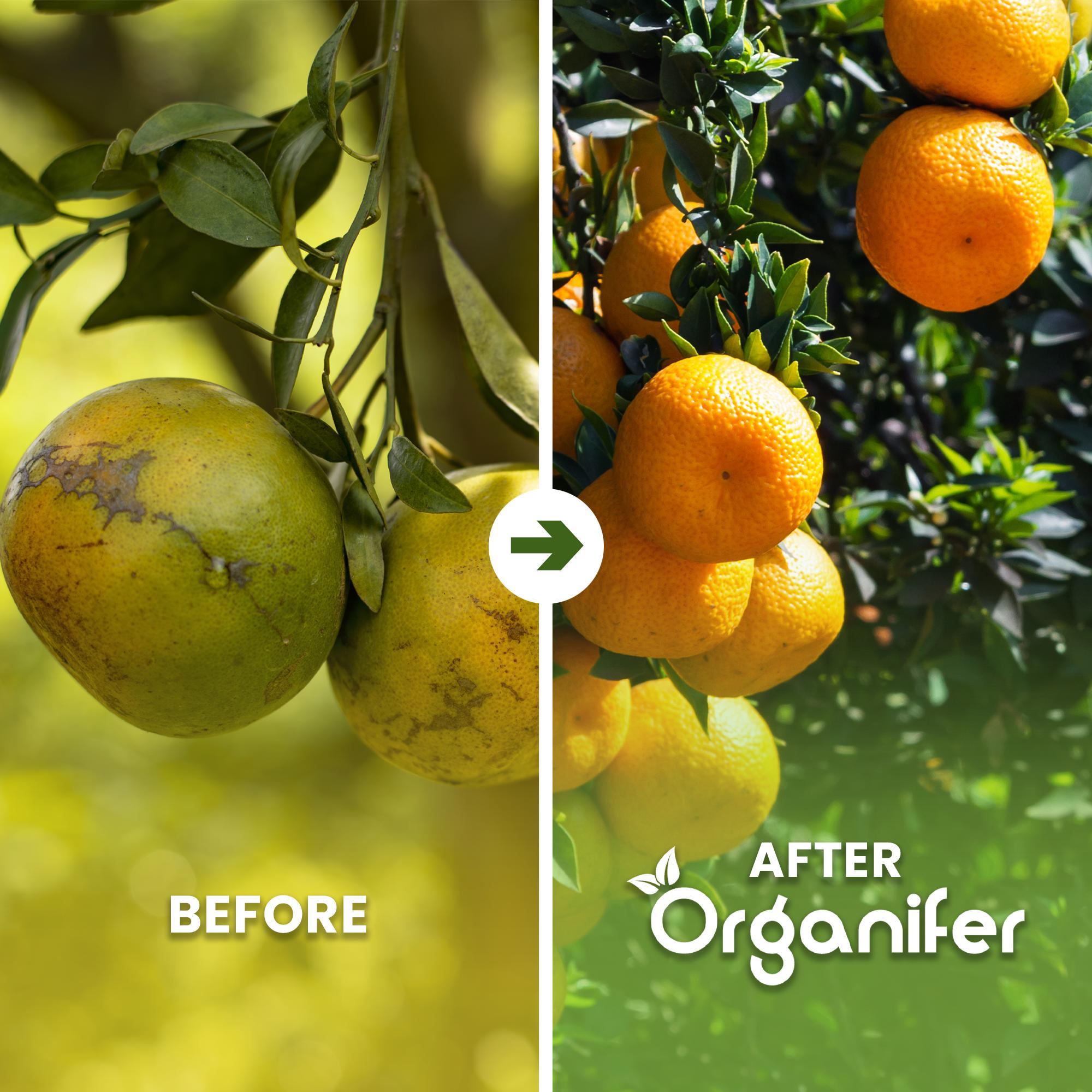 Orangenbaum Flüssigdünger 10L – 2-1-8 NPK – Flüssig-Pflanzendünger für Patio-, Topf- & Gartenorangen – Organifer 326557