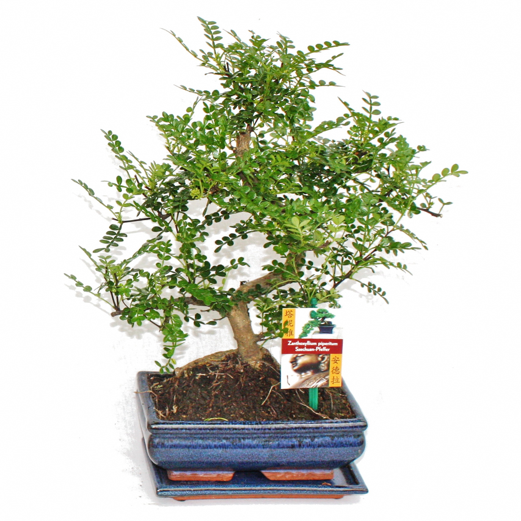 Exotenherz Bonsai Szechuan-Pfeffer - Zanthoxylum piperitum - ca. 8 Jahre 1712201219