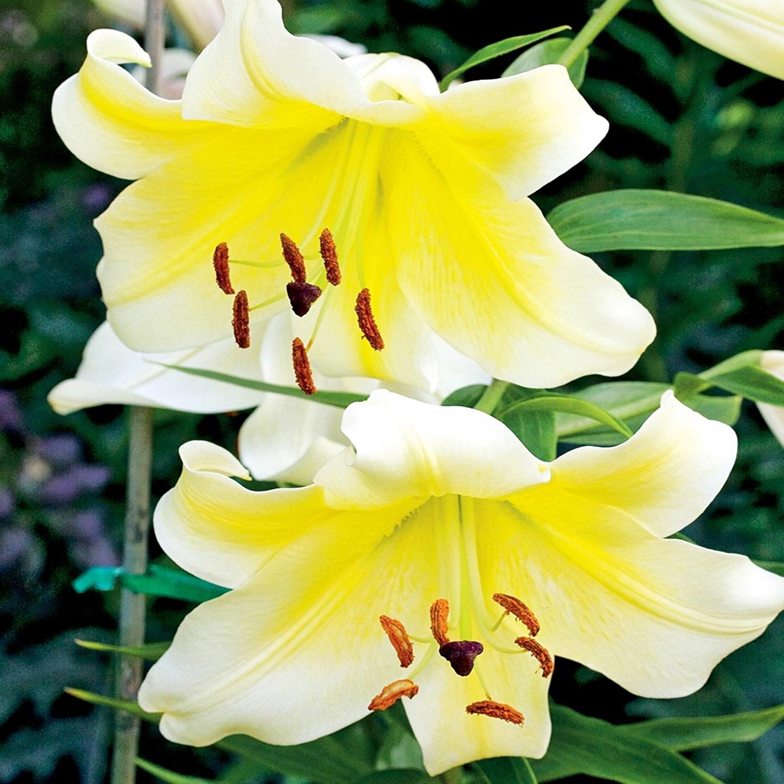 Benex Lilien Blumenzwiebeln Zwiebeln Blumen Baumlilie Conca D'Or 1 St. V-VII