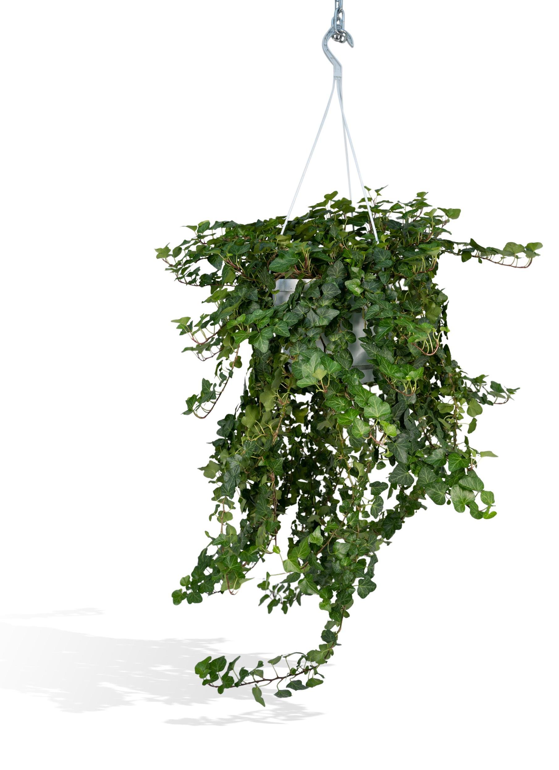 Meergroothandel Hedera Wonder Green Hang - 70 cm, Ø24 cm 2891