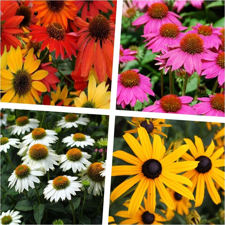 Stauden Gänge 4 x Sommerstauden Kollektion - Echinacea & Rudbeckia – Die perfekte Kombination für ein Blütenmeer - Wir lieben die Sonne