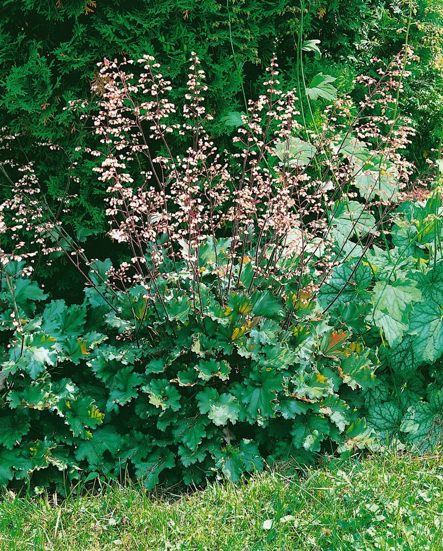 Pflanzen-für-dich.de Heuchera x brizoides 'Ebony and Ivory', Purpurglöckchen, ca. 11x11 cm Topf