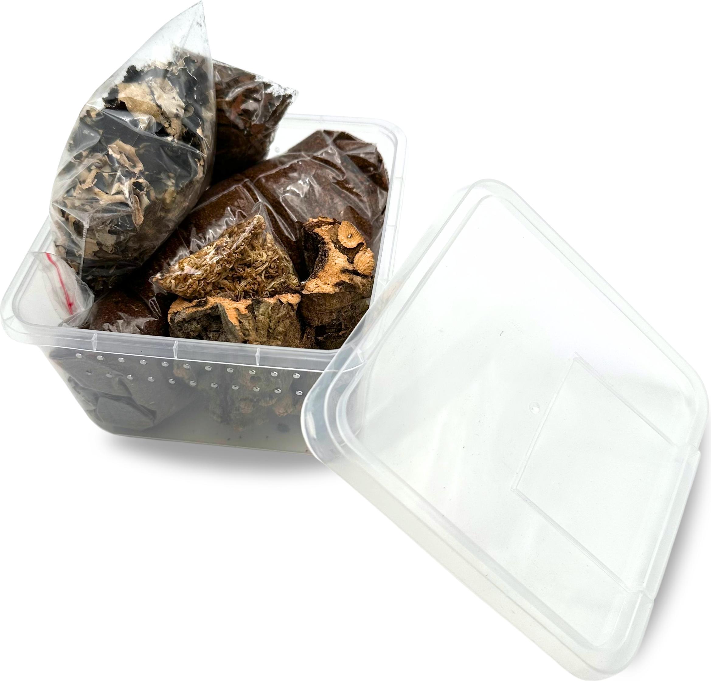 Bioterra Spinnenset für junge Erdspinnen