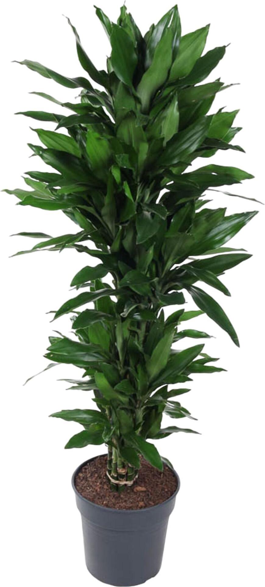 Everyplants Dracaena Janet Lind verzweigt - 150 cm, Ø 31 cm 24638