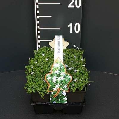 GRDplanten 6 x Isotoma fluviatilis ('Dark Blue') - Isotoma - Topf 9 x 9 cm