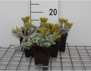 GRDplanten 6 x Sedum spath. 'Cape Blanco' - Fettblatt - Topf 9 x 9 cm