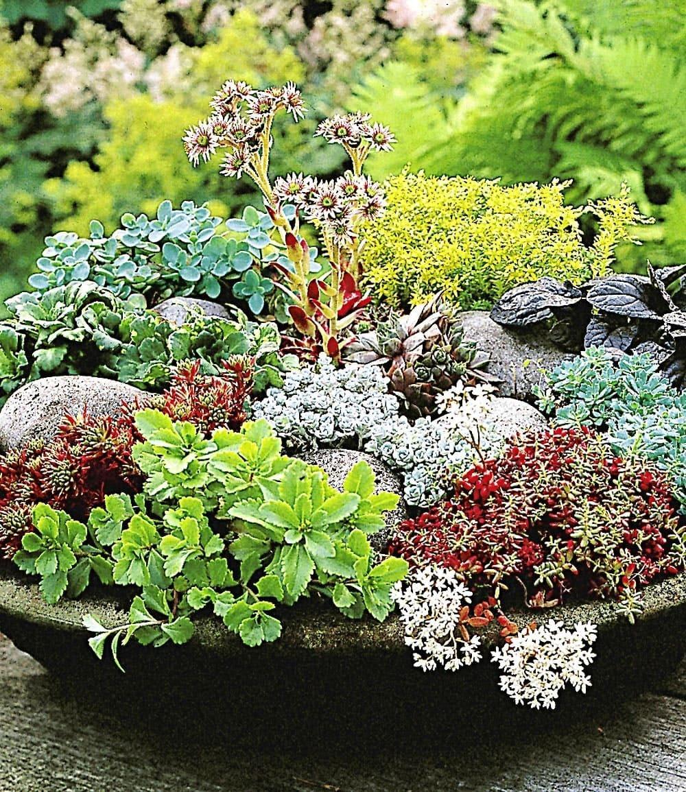 Baldur-Garten BALDUR Garten 12er Winterharte Sedum-Mischung, , Fetthennen, Hauswurz, Stauden Sortiment, winterharte & mehrjährige Stauden, trockenresistent, pflegeleicht, Wasserbedarf gering, blühend