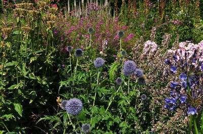 GRDplanten 6 x Echinops bann. 'Blue Globe' - Kugeldistel - Topf 9 x 9 cm