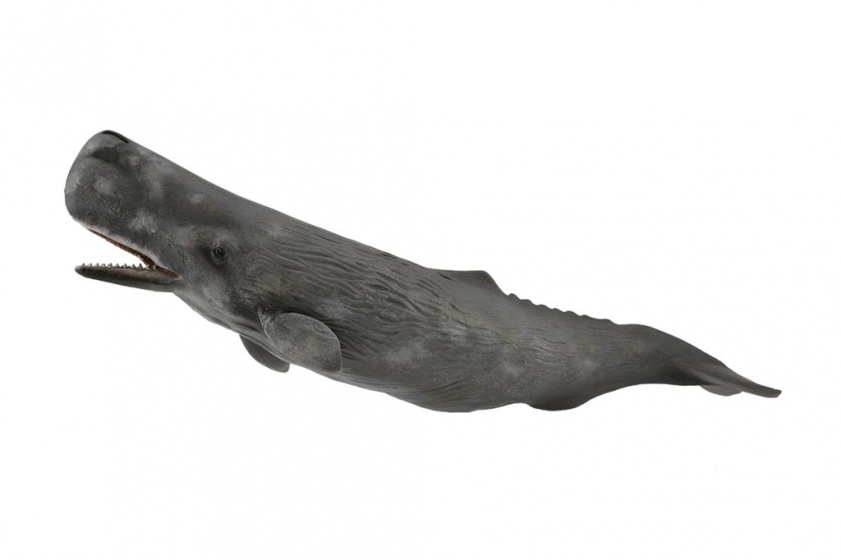 Collecta Meerestiere Pottwal 24 cm 64580412