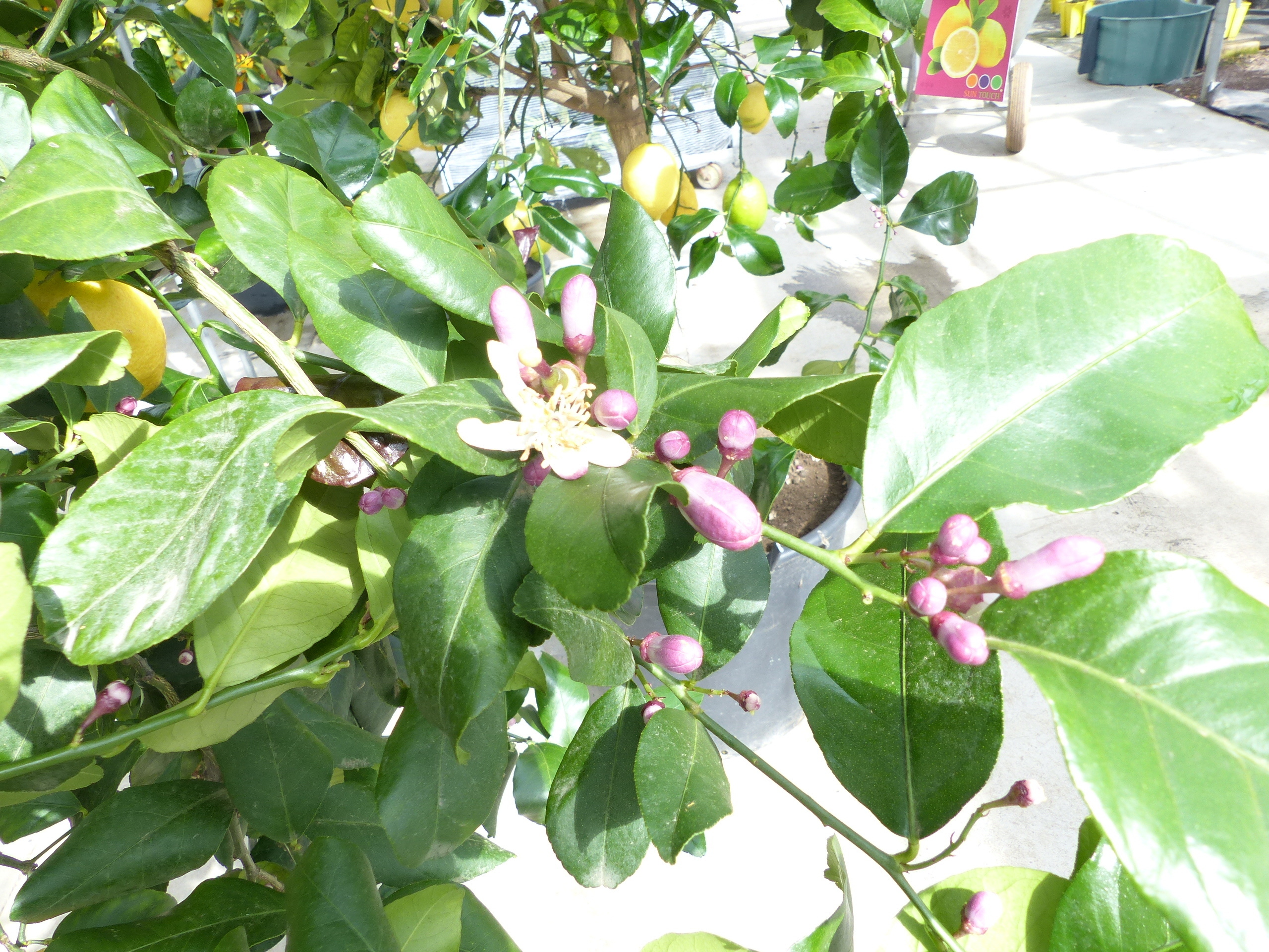 Grünwaren Zitrus Zitronenbaum 200 - 230 cm Zitrone Citrus Limon Zitruspflanze - purer Zitrusduft