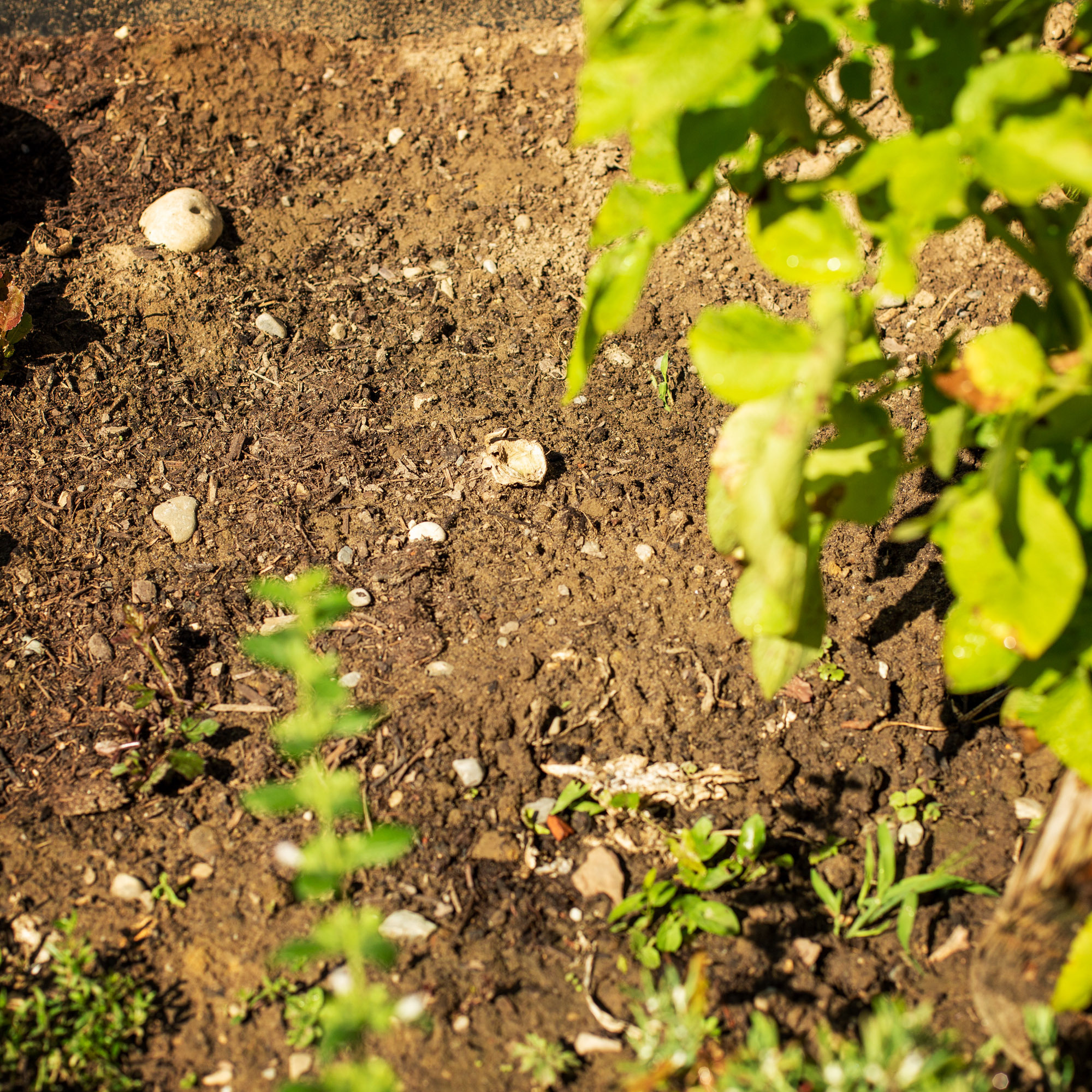 UPP Gartenfräse 2 in 1 Handgerät Krümler Kultivator Bodenkrümler Sternfräse 485