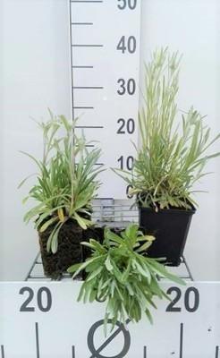 GRDplanten 6 x Leontopodium alpinum (edelweiss) - Alpen Edelweiß - Topf 9 x 9 cm