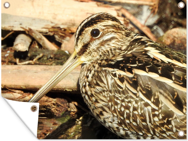 MuchoWow® 40x30 cm Outdoor-Poster Gartendeko Sichtschutz Garten Poster für den Garten Eine Schnepfe zwischen den Wäldern 133|1302155