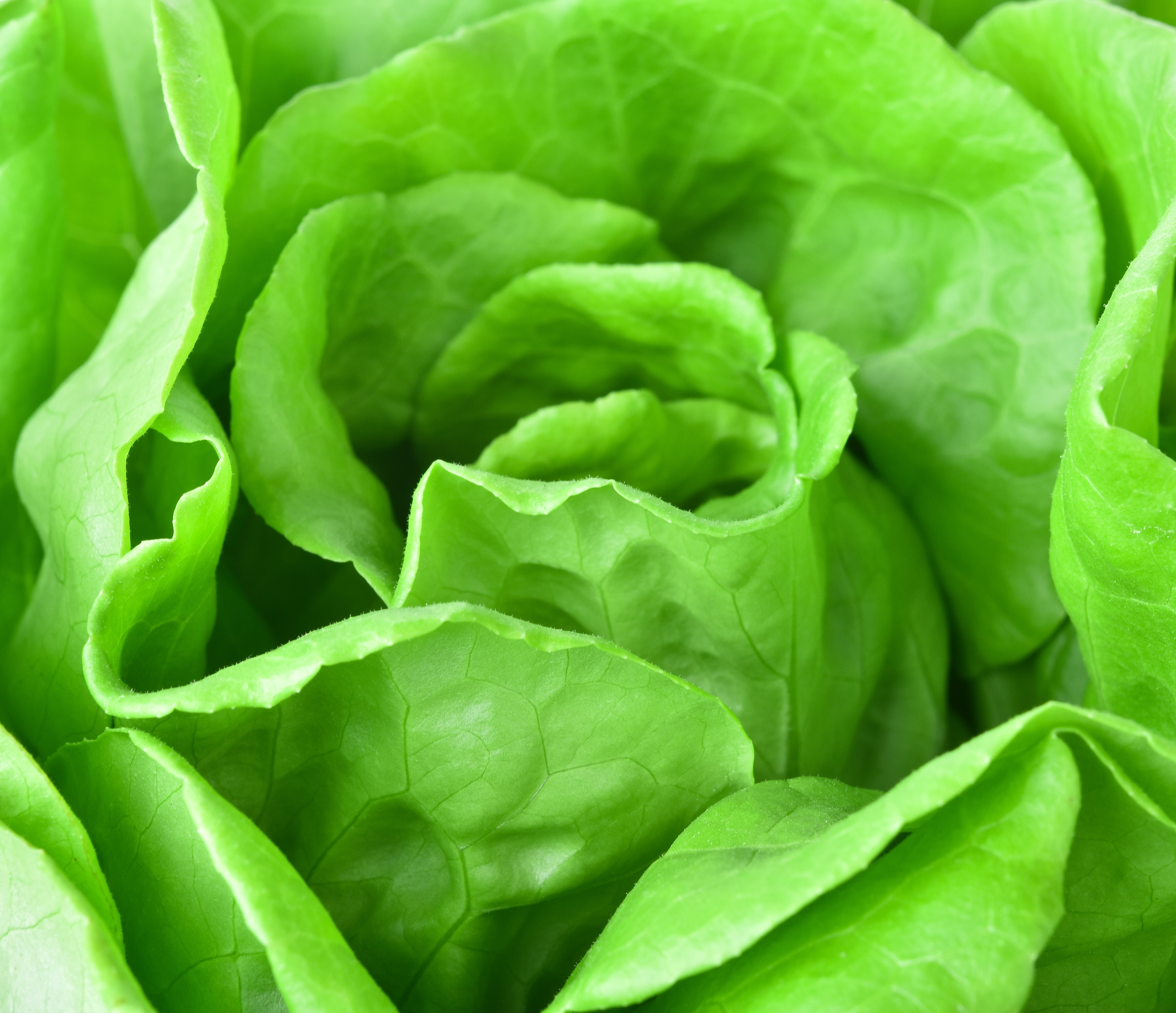 FLORTUS BIO Winterkopfsalat Wintermarie – Samenfest, 200 Korn, Für Garten & Balkon