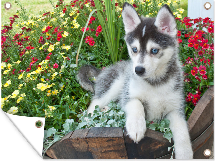 MuchoWow® 80x60 cm Outdoor-Poster Gartendeko Sichtschutz Garten Poster für den Garten Pomsky im Blumenbeet 133|17313397