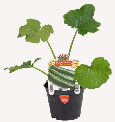 Orto Mio Zucchini ´ICONA F1´, Cont. 0,5 l