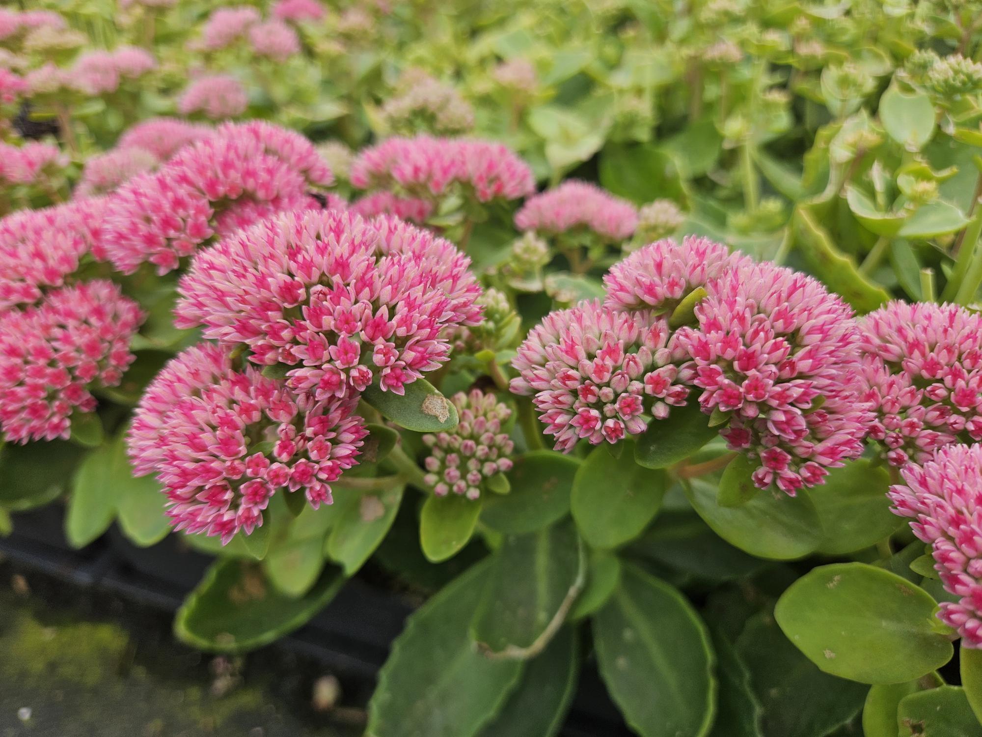 Oasis of Life Sedum 'Herbstfreude' – 48 Pflanzen – Winterhart & trockenheitstolerant – Rosa Herbstblüten – Bienenfreundlicher Bodendecker – Beete & Steingärten