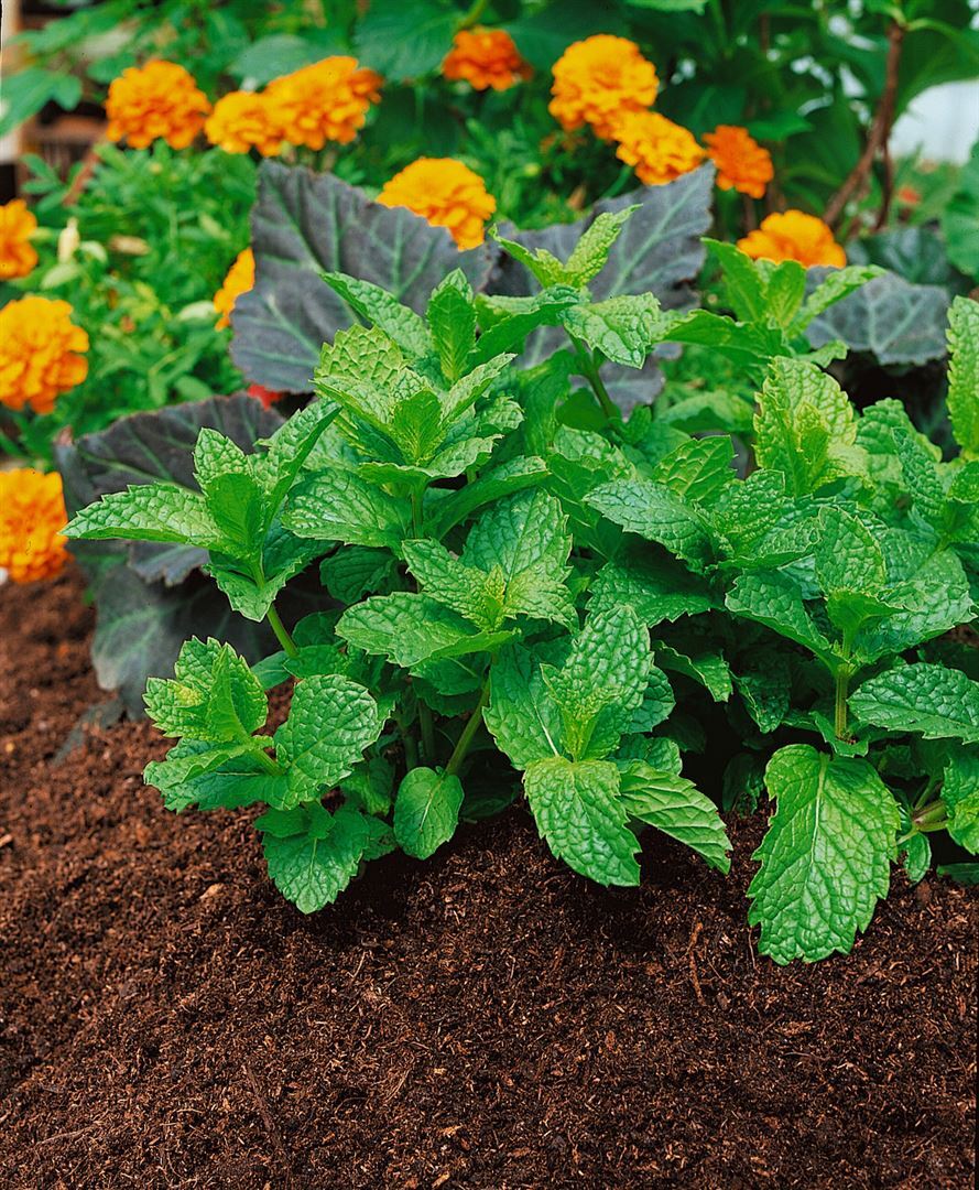 Pflanzen-für-dich.de Mentha spicata ssp. hispanica, Grüne Minze, ca. 9x9 cm Topf