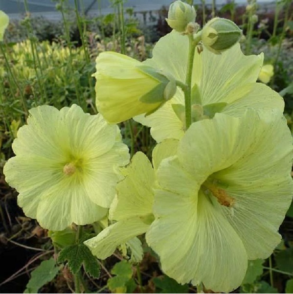Arborix, grüner und billiger 6 x Stockrose - Alcea rosea 'Aurea' | Topf 9cm x 9cm VPL-ALCROSAUR