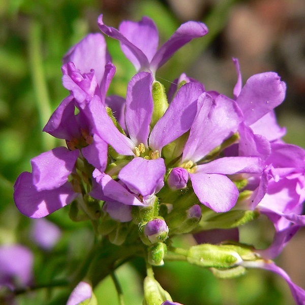 Arborix, grüner und billiger 6 x Gänsekresse - Arabis blepharophylla | Topf 9cm x 9cm ARBLEPHA-113