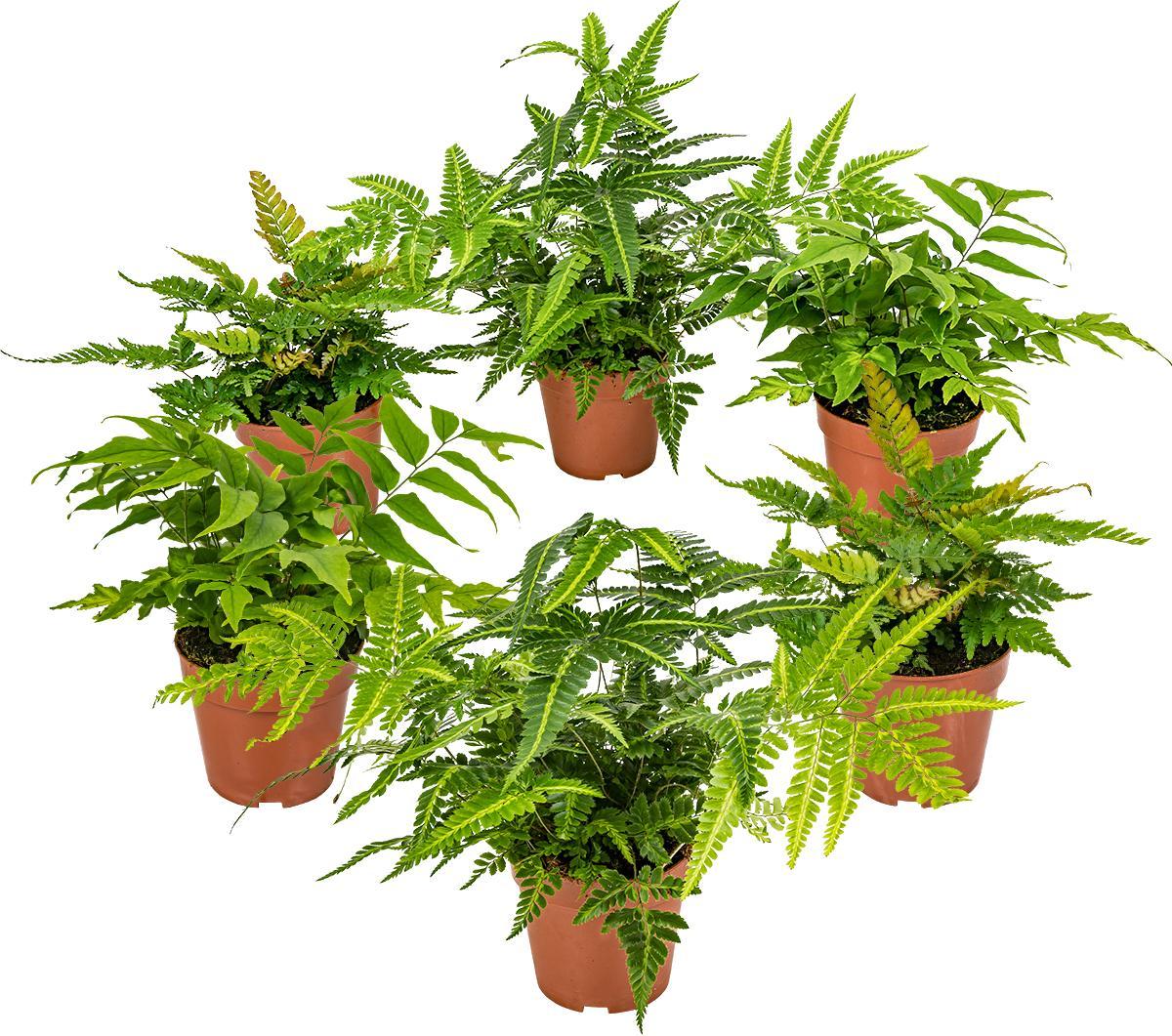 Herbie Bloomique - 6er Set - Farne Winterhart für Garten - Gartenpflanze - Immergrün - Stauden - Höhe 20-30 cm - Topf 12 cm BL-309