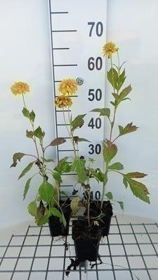 GRDplanten 6 x Rudbeckia lac. 'Goldquelle' - Sonnenhut - Topf 9 x 9 cm