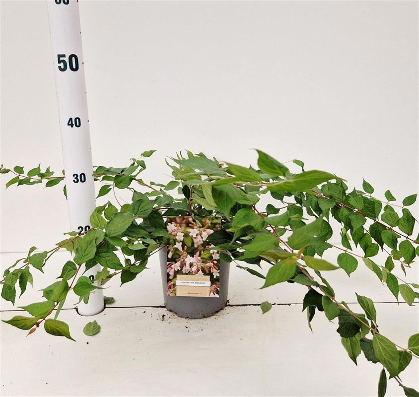 GRDplanten Kolkwitzia amabilis - Kolkwitzie | 40-50 cm im Topf