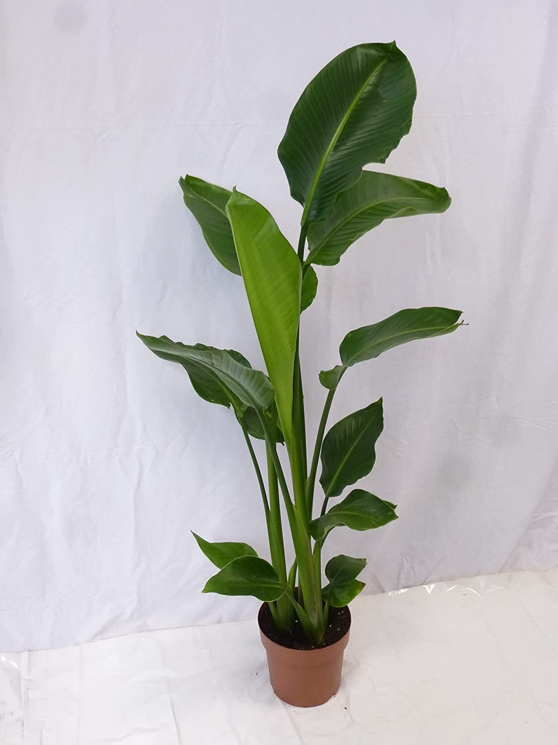 XL Strelitzia nicolai 140cm - 3er Tuff