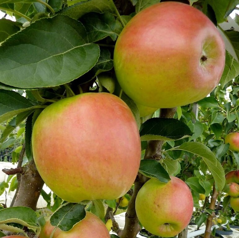 Müllers Grüner Garten Shop Malus Säulenapfel 'Suncats' ® C 7,5 Unterlage M 26 8700