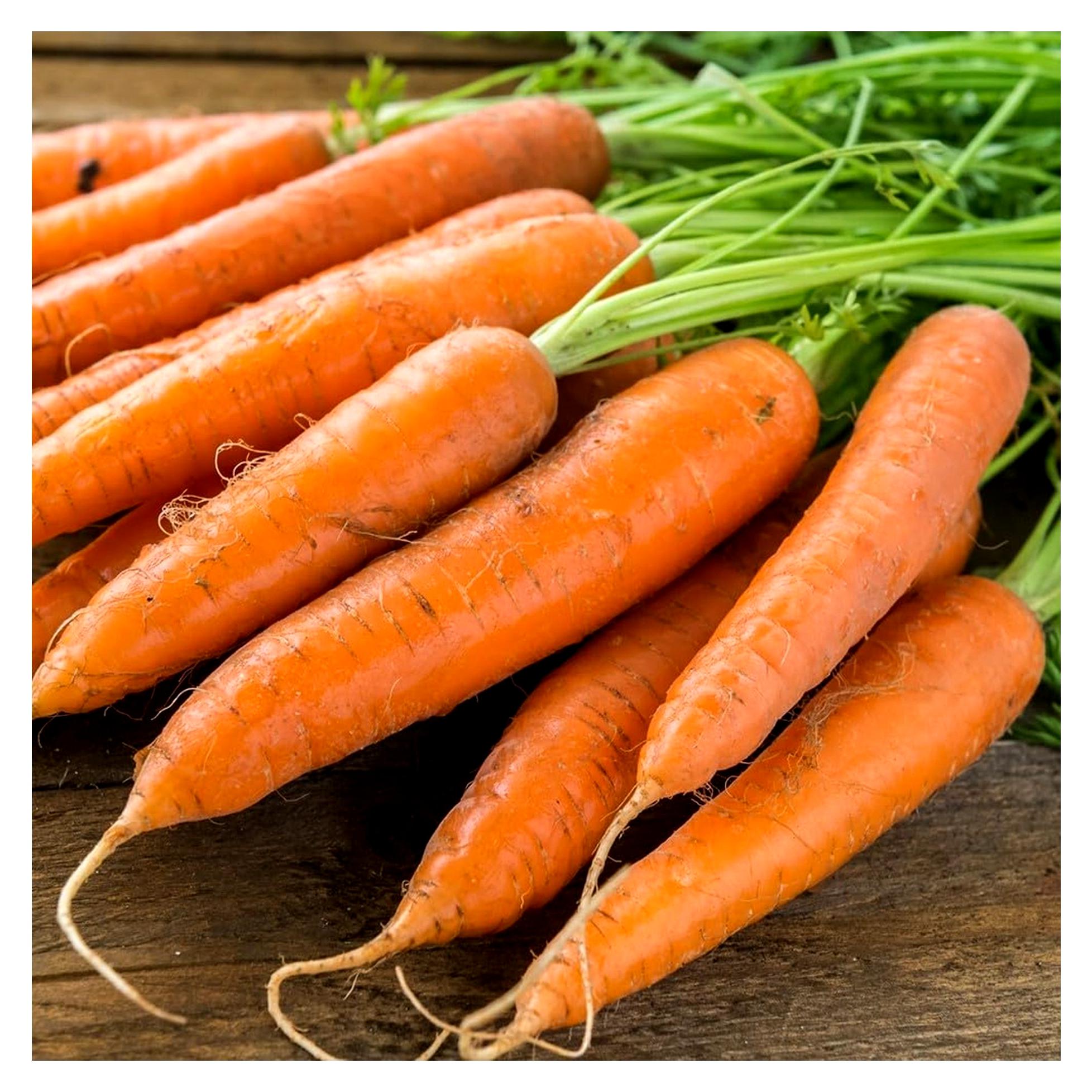 Markenlos Karotten Samen Rothild