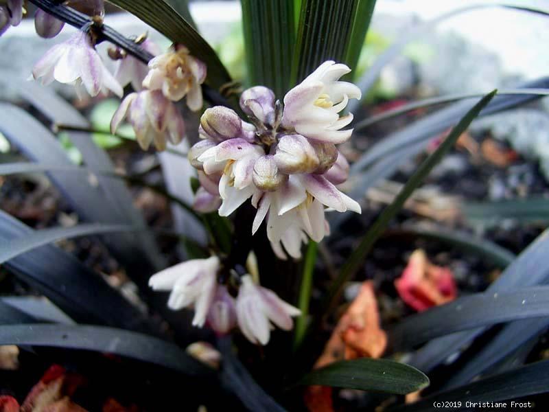 Fechner Pflanzen 2 x Schwarzer Schlangenbart - Rarität für den Halbschatten - Tb 9