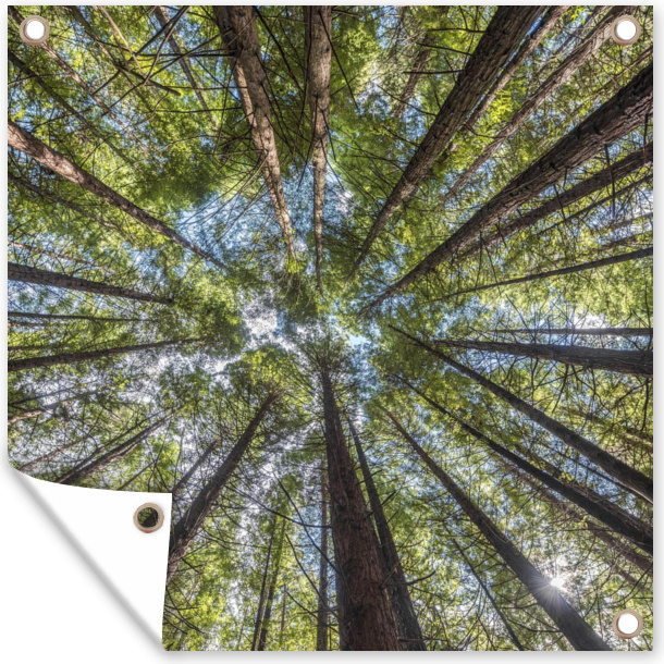 MuchoWow® 50x50 cm Outdoor-Poster Gartendeko Sichtschutz Garten Poster für den Garten Der Mammutbaumwald bei Whakarewarewa in Neuseeland 133|322463979