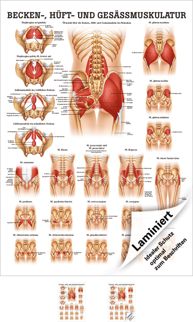 Sport-Tec Gesäss, Hüfte u. Beckenmuskulatur Mini-Poster Anatomie 34x24 cm med. Lehrmittel 25017LA