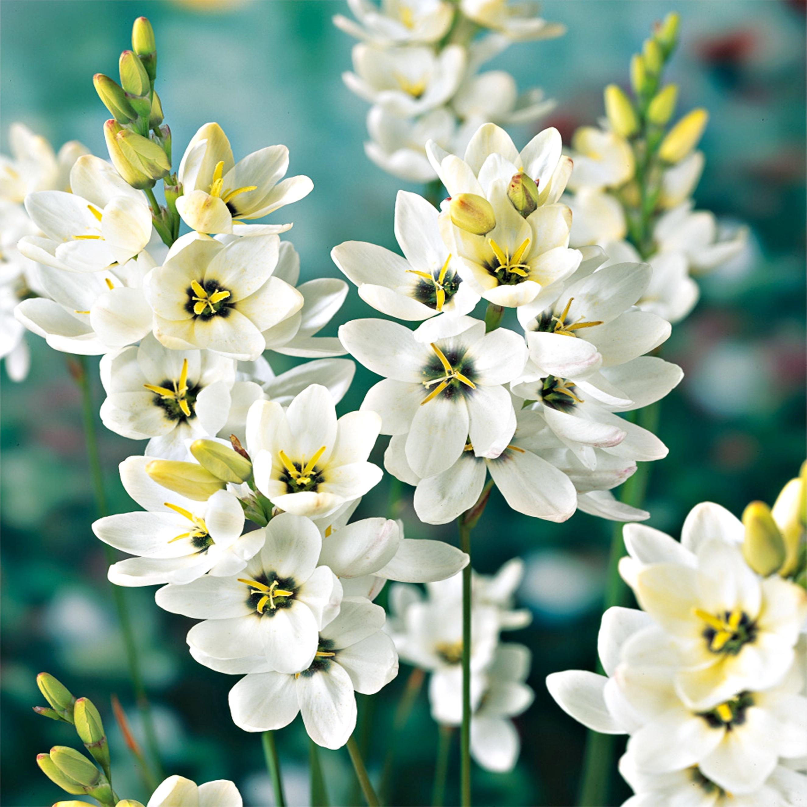 Benex Ixia Zwiebeln Blumen Glockenblume Kornlilie Giant 10 St.