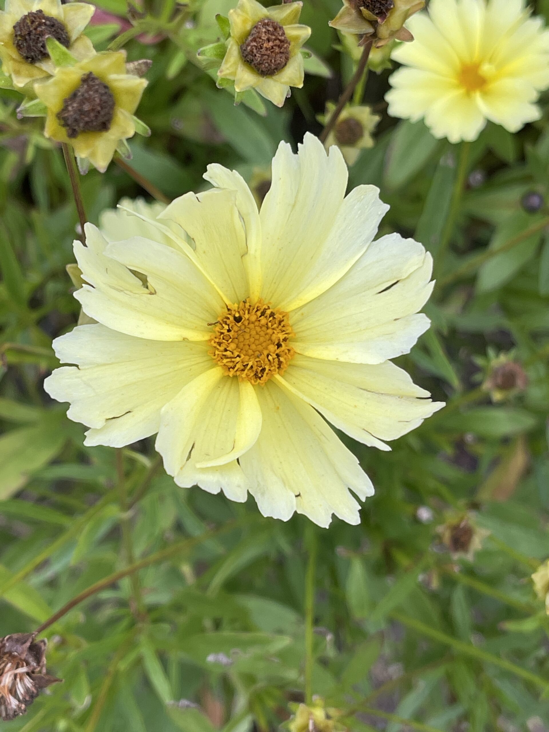 GRDplanten 6 x Coreopsis hybr. 'Full Moon'® - Mädchenauge - Topf 9 x 9 cm