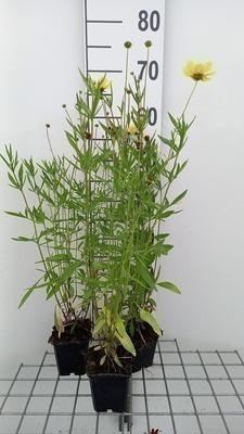GRDplanten 6 x Coreopsis hybr. 'Full Moon'® - Mädchenauge - Topf 9 x 9 cm