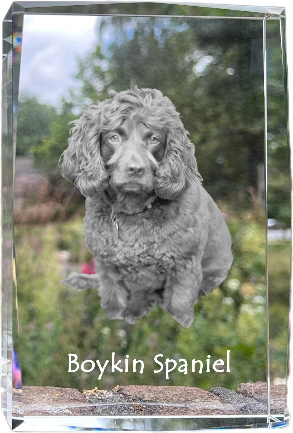 Boykin Spaniel - Kristall mit einem Hundebild, Bild im Glas, moderne Ausstellung des Art-Dog-Bildes.
