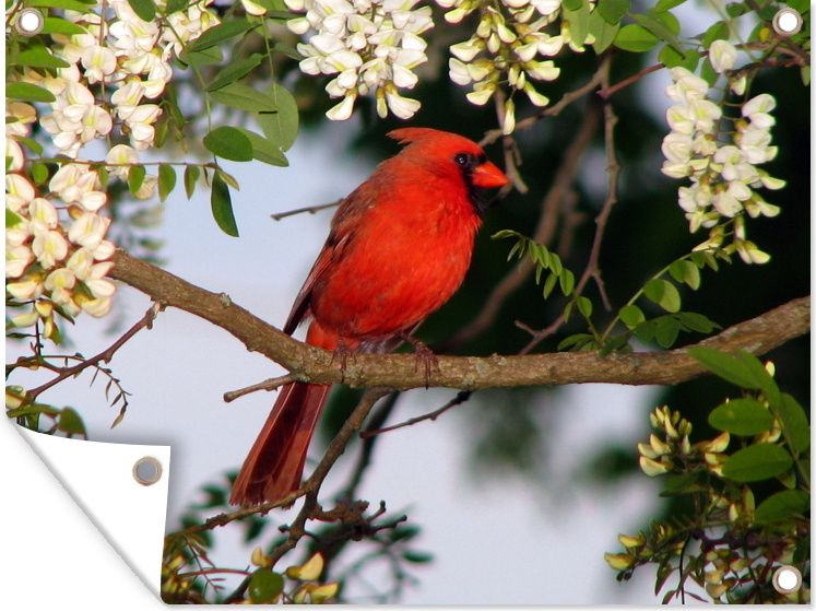 MuchoWow® 40x30 cm Outdoor-Poster Gartendeko Sichtschutz Garten Poster für den Garten Roter Kardinal zwischen weißen Blüten 133|3732225