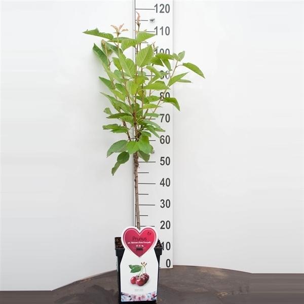 Blumen-Senf Süßkirsche Prunus A. Hedelfinger Riesenkirsche 100-120 cm Obstbaum Obst Kirschbaum