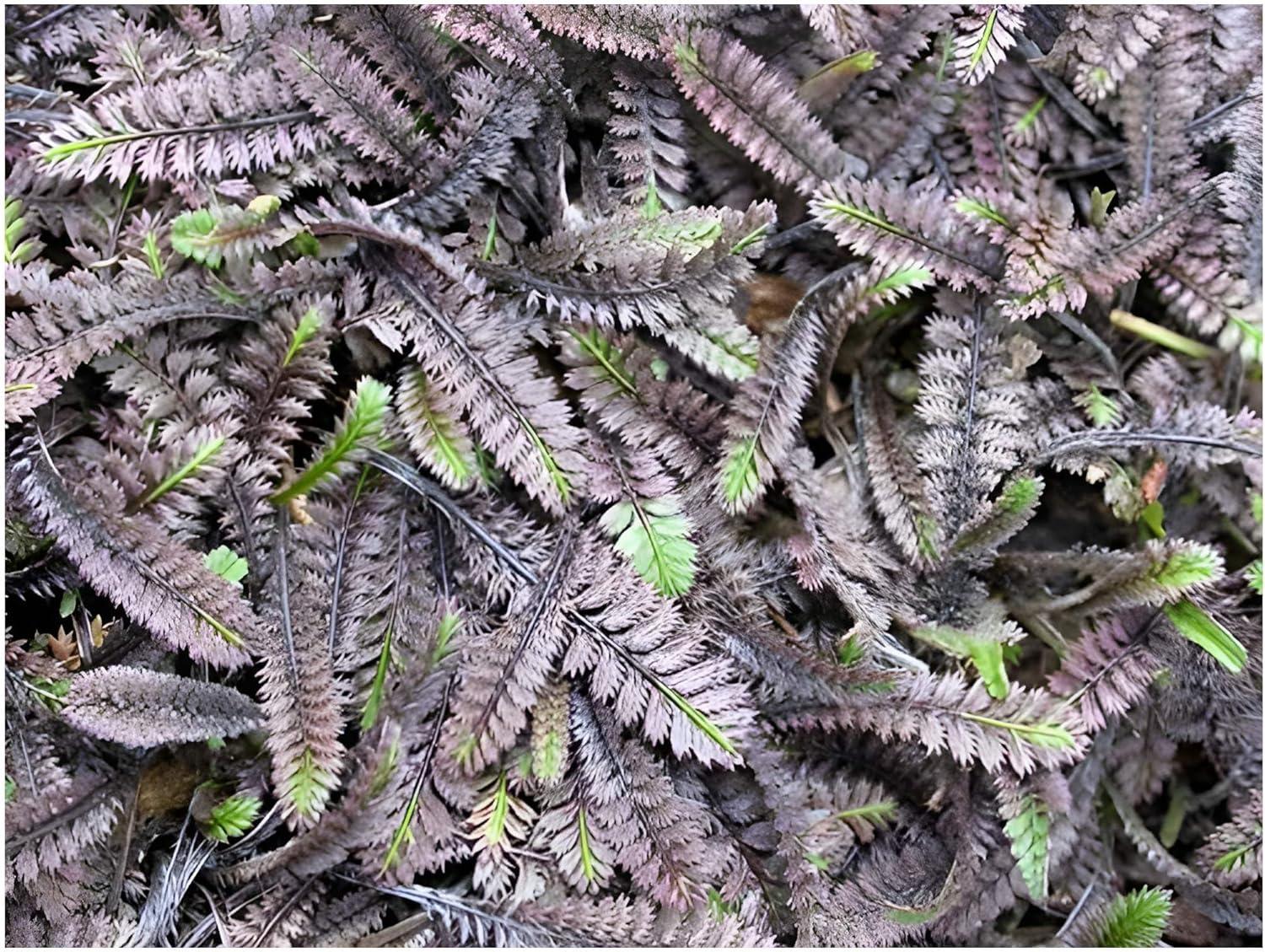 Stauden Gänge 100 x Cotula/Leptinella squalida 'Platts Black' - Fiederpolster - Dunkler Teppich mit goldenem Charme - Trittfest - Immergrün