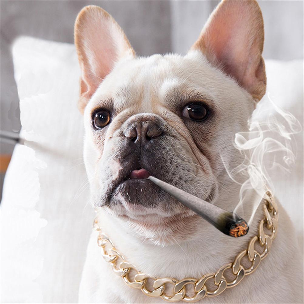 Cocosity Hundekette, Haustier-Schmuck Zubehör, Metall Gold Halsband Halskette