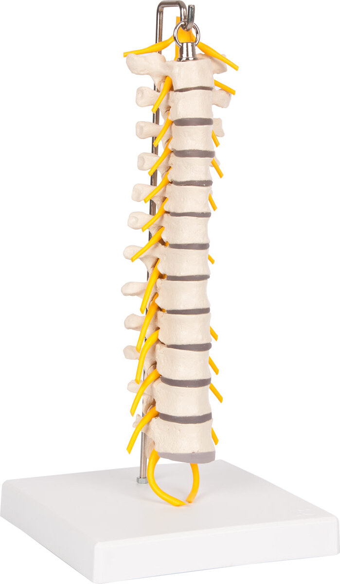 Sport-Tec Brustwirbelsäule mit Nervenstrang flexibel, Anatomie Modelle, Lehrmittel 25208