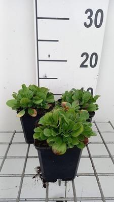 GRDplanten 6 x Gypsophila cerastioides - Gypsophila - Topf 9 x 9 cm