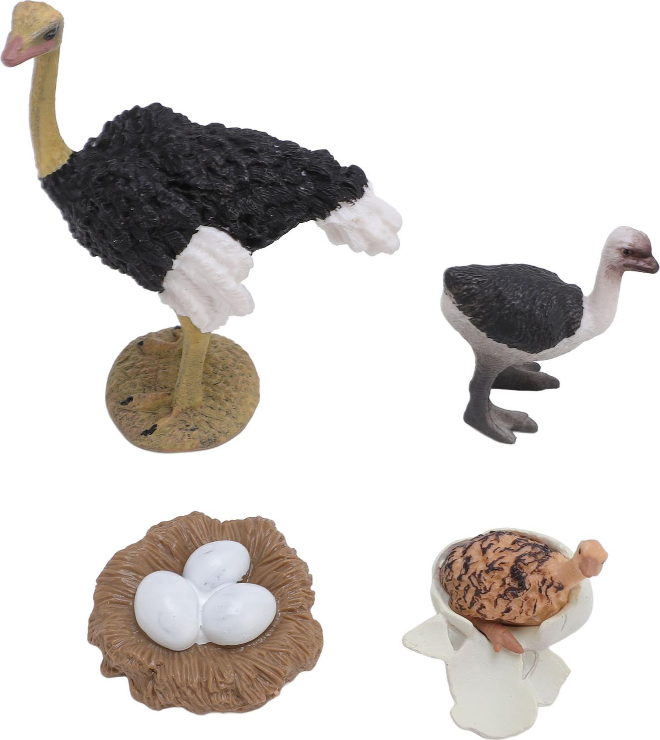 Gistuch Strauß-Lebenszyklus-Figur, PVC, realistisches Spielzeug, Tierwachstum für Kinder