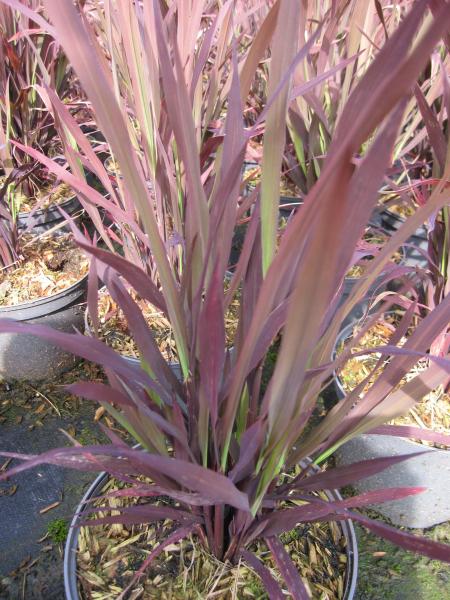 Baumschule Brauner Zierreis Marsala - Oryza sativa